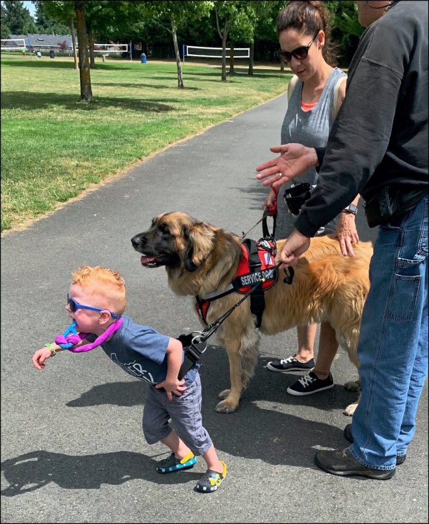 how do service dogs help with autism